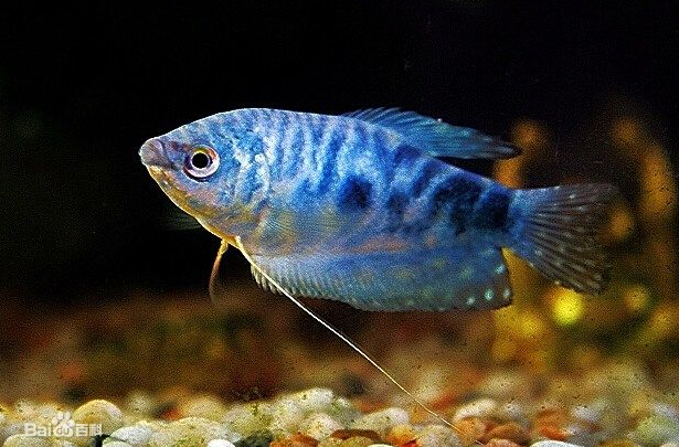 蓝星鱼的饲养与繁殖