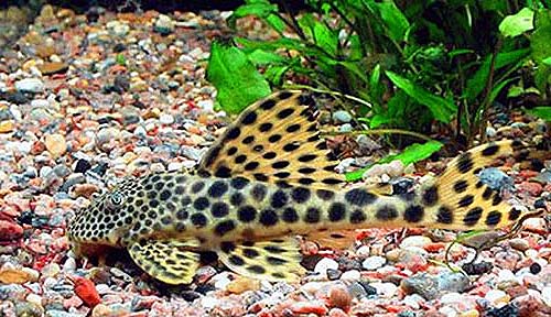 黄金美洲豹异型鱼