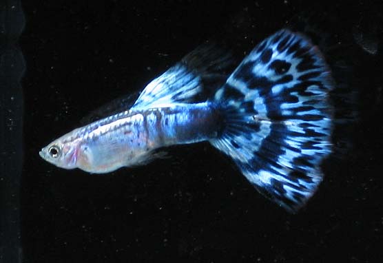 蓝马赛克孔雀鱼