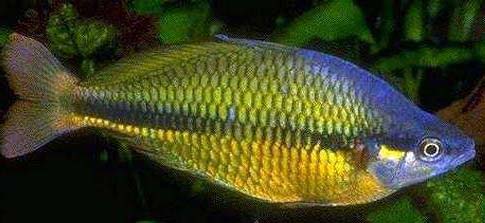 马达加斯加彩虹鱼