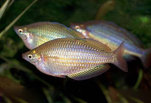 马达加斯加彩虹鱼