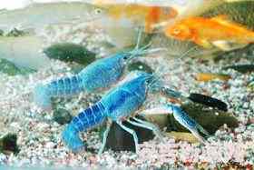 全身蓝色的龙虾成为宠物