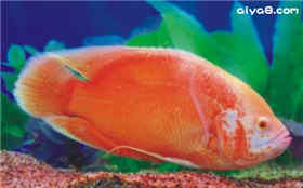 热带鱼血红猪