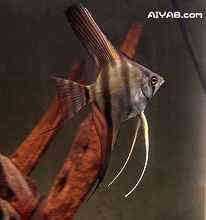 秘鲁神仙鱼图片