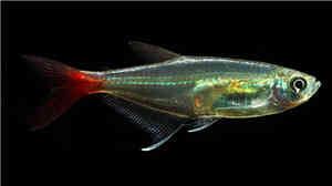 红尾玻璃灯鱼