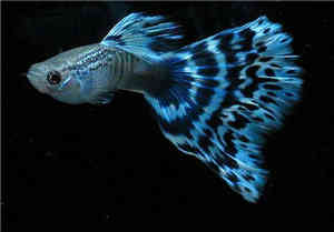 蓝马赛克孔雀鱼