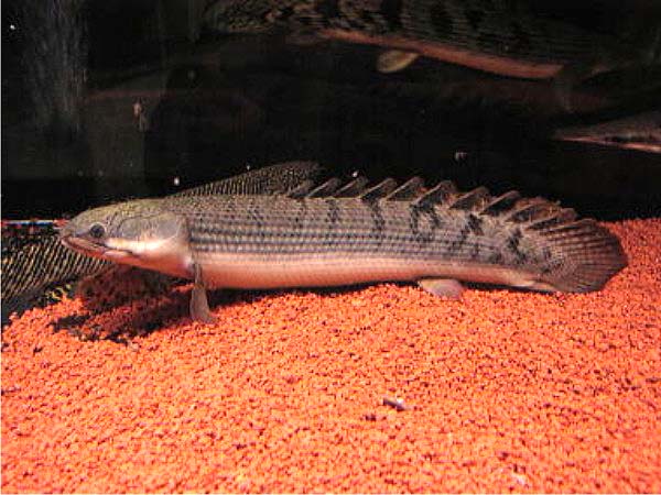 刚果鱼品种图片