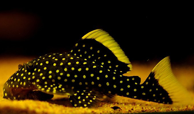 黄翅黄珍珠异型鱼