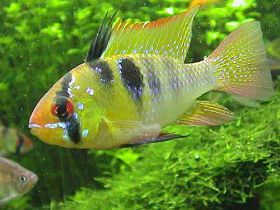 ļƷ