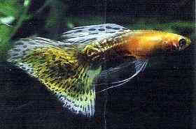 豹皮红尾孔雀鱼