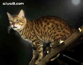 孟加拉豹猫