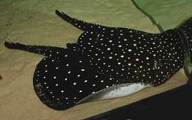大型鱼黑珍珠�图片