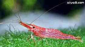 血红纹虾