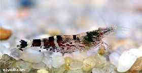 红钻虎纹虾