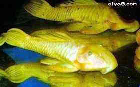 黄金达摩异形鱼