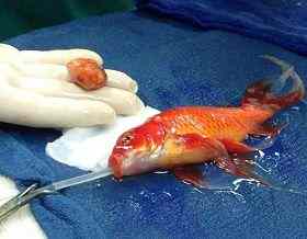 宠物金鱼手术移除头部肿瘤