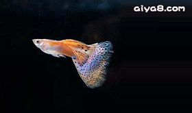 红草尾孔雀鱼
